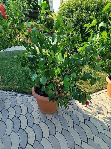 kusəyən gul: Saxsıda hibiskus (Çin gülü) dekorativ bitkisi. Bitki iri ölçülüdür və — 5