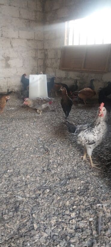 cins xoruz yumurtada banlayar: Toyuq, Yumurtalıq — 11
