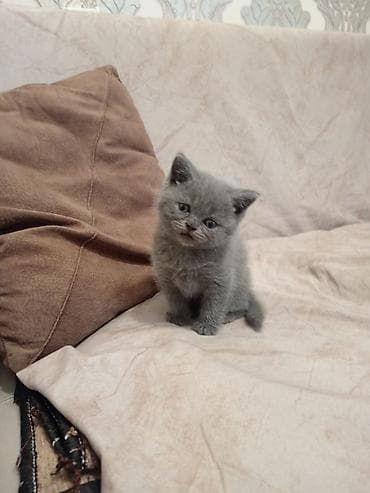 Boz rəngli balaca pişiklər - Cins: qısa tüklü, yastı burunlu tip — 3