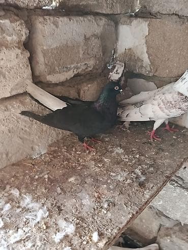 tap az heyvanlar: Kim istese maraqlana biler saglam heyvanlardi — 1