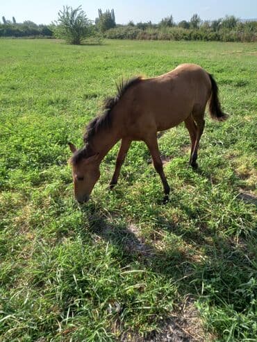 sudluk inekler satışı: Otlaq sahəsində gəzən qəhvəyi rəngdə at. Bu at qəhvəyi bədənə və tünd — 1