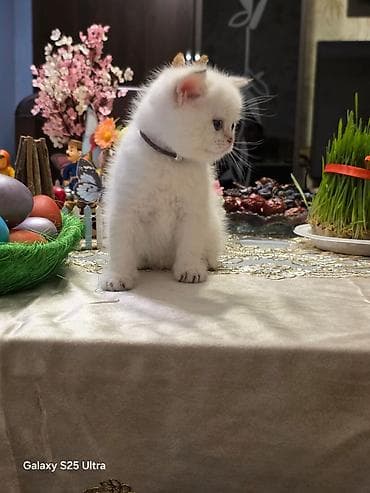 it pisik sekilleri: Britan — 2