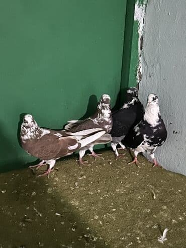 danisan qus: Növbə: Ev göyərçinləri dəsti Təsvir: - Fotolarda görünən müxtəlif — 1