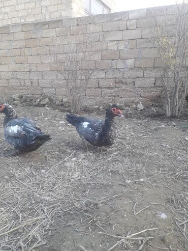 Bildirçin: Macar lavanda ordeyleri 3 eded xoruz ordeyin 1i 50 manat — 3