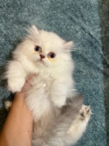 şotlan pişik: Şotland yastı qulaq, Erkək, Dişi, Yaxşı əllərə, Ünvandan götürmə, Pulsuz çatdırılma, Ödənişli çatdırılma — 156