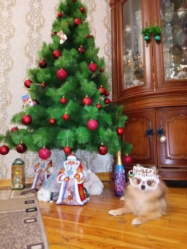 шпиц в баку: Шпиц, 1 год, Самец, Платная доставка, Самовывоз — 1