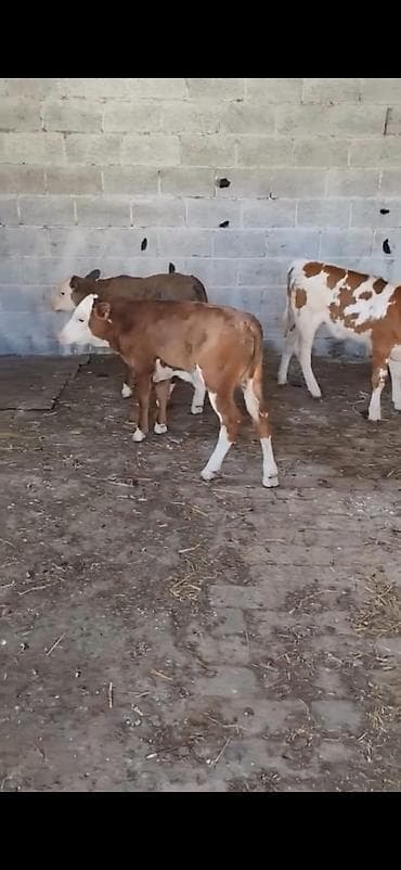 cins toyuqlarin satisi: Satılır: 3 baş dana - Cins: qarışıq südlük-ətlik tip (qırmızı-ağ — 7