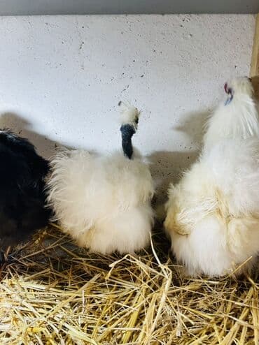 3 toyuq 3 gune 3 yumurta: Toyuq, Damazlıq, Ünvandan götürmə — 7