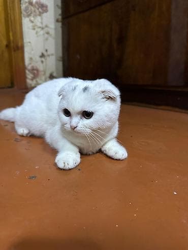 golden sinsila: Şotland yastı qulaq, Dişi — 4