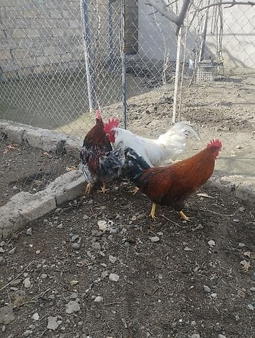 Digər heyvanlar: Xoruz, il: 1, Ünvandan götürmə — 3