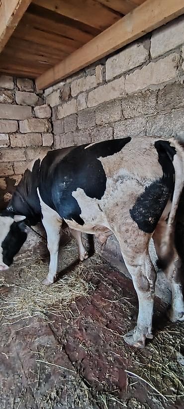 kök dana: Salam Allah hamiya xeyir versin inwAllah 2 eded heyvandi super — 3