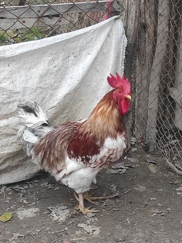 tap az sudluk inəklər: Xoruz, il: 2, Ünvandan götürmə — 3