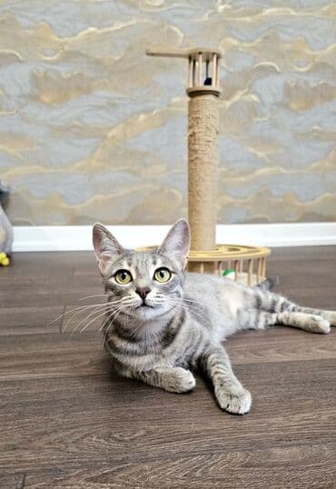 кошка продажа: Самка, В добрые руки — 1