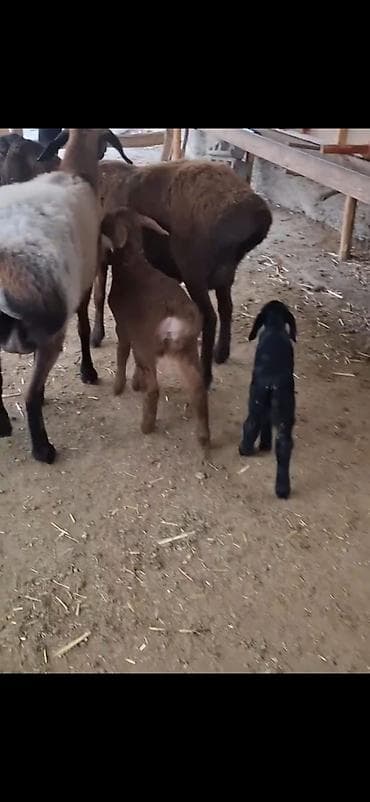 пудель в добрые руки: Məhsul: Qoyun sürüsü – ana qoyunlar və quzular Təsvir: - Yerli — 10