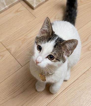 pisiy balasi: Erkək, Dişi, Yaxşı əllərə — 2