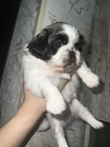 купить собаку болонку: Пекинес, Самка, Самовывоз — 4