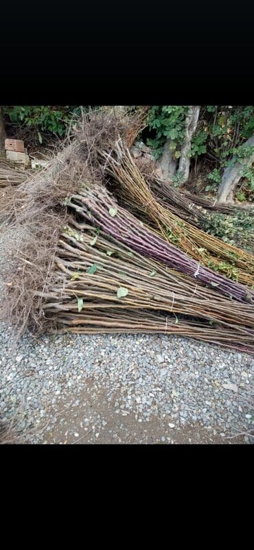 продам ворота бу: Саженцы деревьев — 4