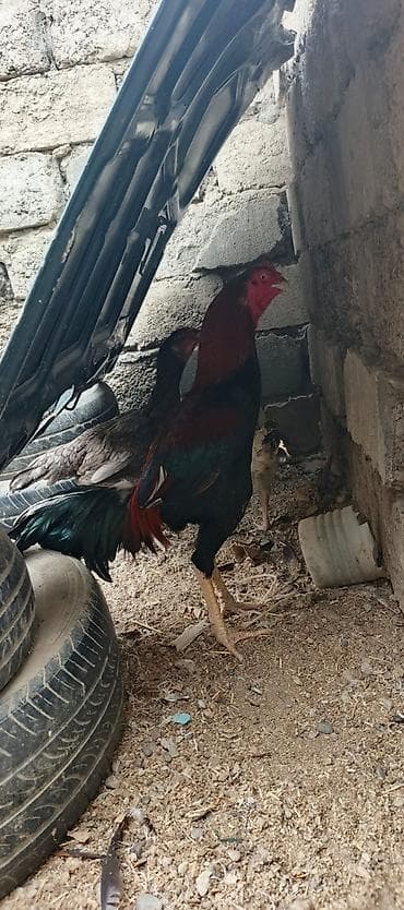 bakida it bazari: Heyrati xoruz fereler satilir hamisi. satilir .fereler 35 manatda — 2