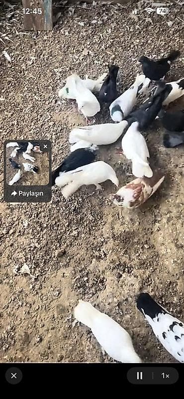 menks cinsli pişik: Tutulmalar — 2