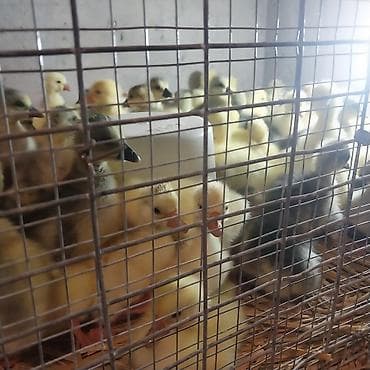 Qazlar: Qaz balaqları – damazlıq Məhsul təsviri: - Yeni çıxmış və bir neçə — 2