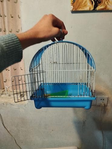 canavar dişi satılır: Erkək dişi birlikdə satılır tam sağlam .1 aylıq yemi 2 meşok apilkası — 8