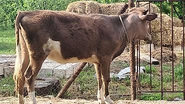 bildircin yumurtası satilir: 7 aylıq smental danışarıq dana satılır — 3