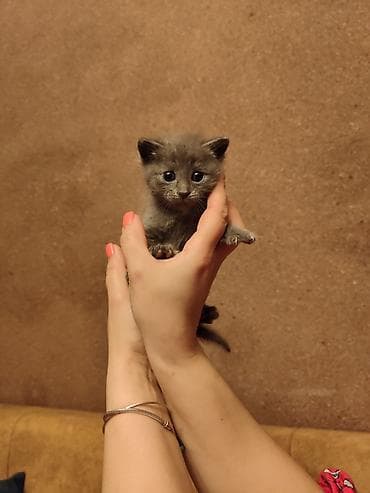 кошки бесплатно: Отдаются бесплатно домашние котята.Только в добрые и заботливые руки — 2