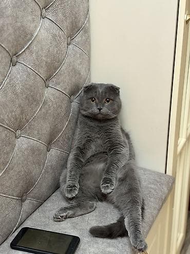 sort pişik: Şotland, Erkək, Yaxşı əllərə, Ünvandan götürmə — 1