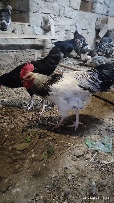 heyratı o şamo: Alti ayliq saglam xoruzdar diri çekileri iki klo yarim — 5