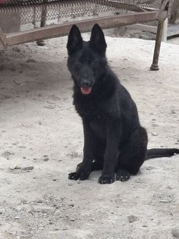alman çoban köpeği: Alman çoban iti, 5 ay, Dişi, Ünvandan götürmə — 3