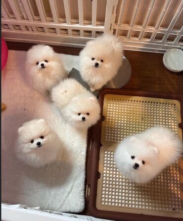 pomeranian spitz baku: Şpitz, 2 ay, Peyvəndli, Ünvandan götürmə — 1