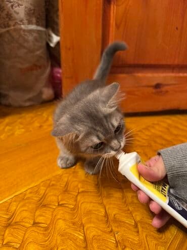 немецкий дог: Самец, В добрые руки, Платная доставка, Доставка в районы, Самовывоз — 10