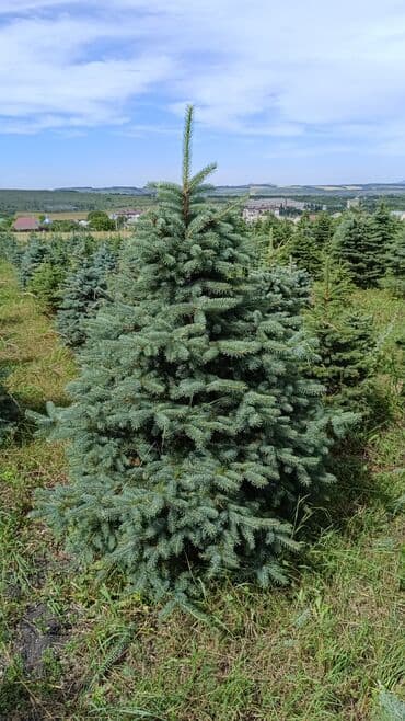 Qiyməti 1 meteresi 80 AZN çox götüren olsa qiymət dəyişəcək qiyməti 2 lalafo.az -da Qiyməti 1 meteresi 80 AZN çox götüren olsa qiymət dəyişəcək qiyməti 2