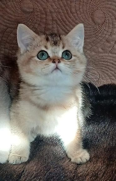 kangal balaları: Şinşilla — 8