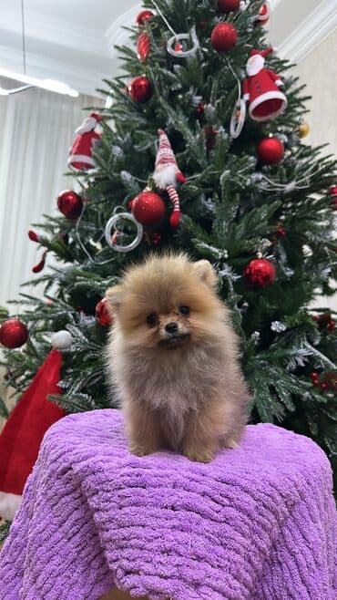 it davasi 2019: Mikro pomerandi temiz parodadi xaiş ancaq anlayişi olanlar miraciet — 2