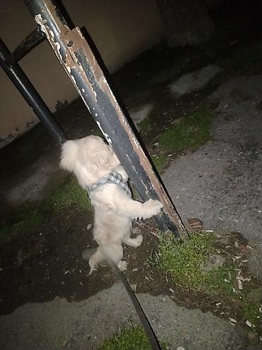 itlerin davasi: Pekines, 5 ay, Dişi, Ödənişli çatdırılma — 5