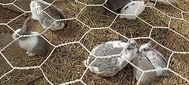 dovsan balasina ne deyilir: Salam hərkəsə bu gördüyünüz karlıq dovşanradi ancaq balaları satilir — 10