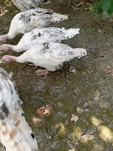 сколько стоит собака бу: İnduşka Satılır! Yaşı: 3 aylıq Qiymati: 24 AZN Ünvan: Quba rayonu — 2