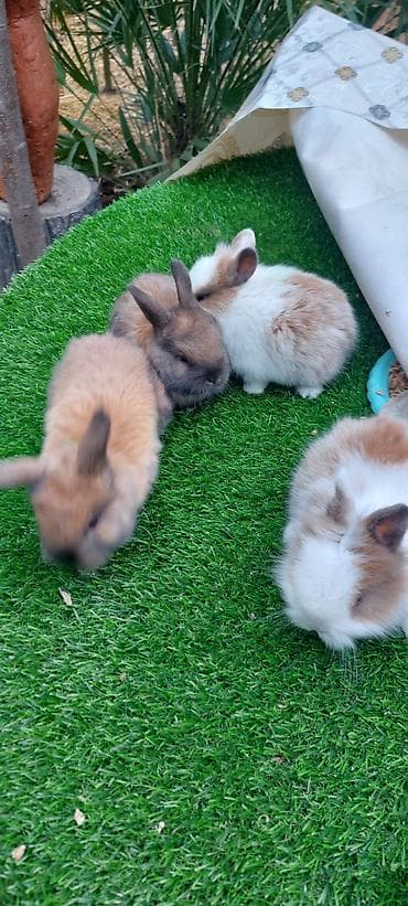 Atlar: Sevimli balaca dekorativ dovşanlar - Növ: dekorativ/cücə dovşanlar — 2