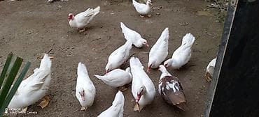 ördey: Musk ördəkləri (indo-ördək) – ağ rəngli sürü - Növ: Musk/indo-ördək - — 3