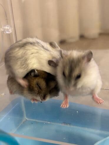 qizil baliq satisi: Məhsul: Cırtdan hamsterlər (Djungarian/qarışıq rənglər) Təsvir: - — 3