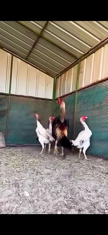 cücə yemi: Toyuq, Damazlıq — 1