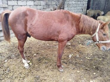 Digər kənd təsərrüfatı heyvanları: Cins: yerli tip at Rəng: qızılı-kəhvəyi (sinəsində kiçik ağ ləkə), sağ — 2
