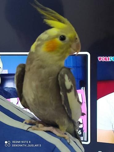 it aliram bakida: Salam. Diqqet alarken temizliye fikir verin///////// sultan adi ile — 2