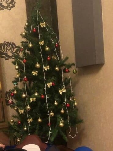 комнатные растения баку: Yolka 1.80 65 azn — 1