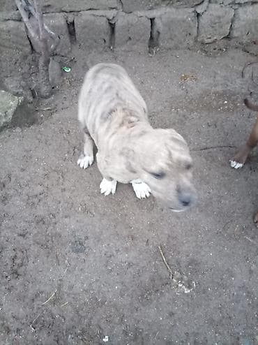 pitbul erkek: Pitbul, 2 ay, Dişi — 6