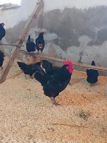 toyuq sumatra: Toyuq, Australorp, Damazlıq — 3