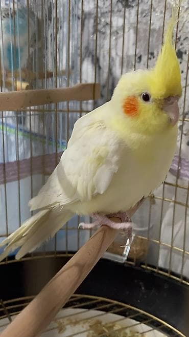 rengli quslar: Növ: Nimfa (cockatiel), lutino rəng карелла попугай (нимфа) окрасом — 3