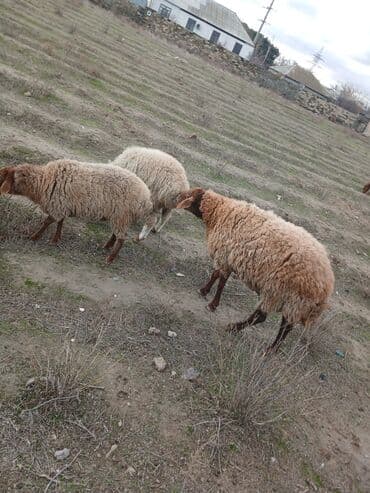 Коровы, быки: Salam 2 illik erkekdi.6 aydl almlsam.super damazdlqdl men almlşdlm ki — 5