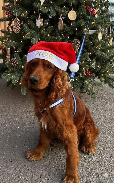 it ucun manej: Koker spaniyel, 1 il, Erkek, Peyvəndli — 2